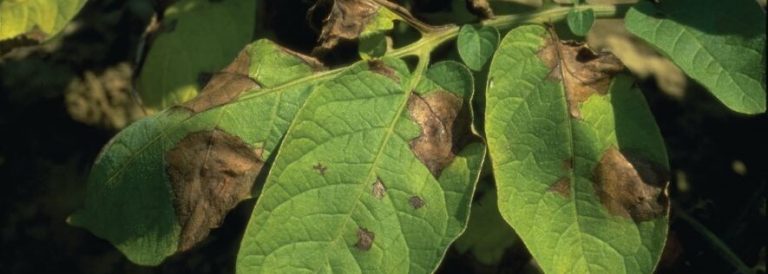 Patateste Erken Yaprak Yanıklığı