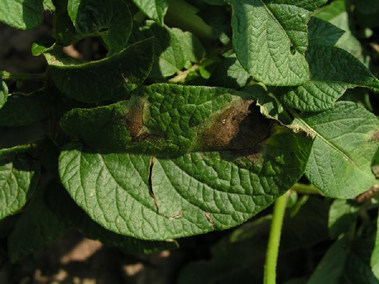 Patateste Mildiyö Hastalığı ve İlaçları