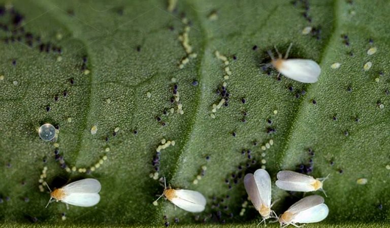 Kavun da Beyaz Sinek