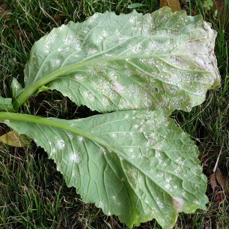 Tere de Beyaz Pas İlacı