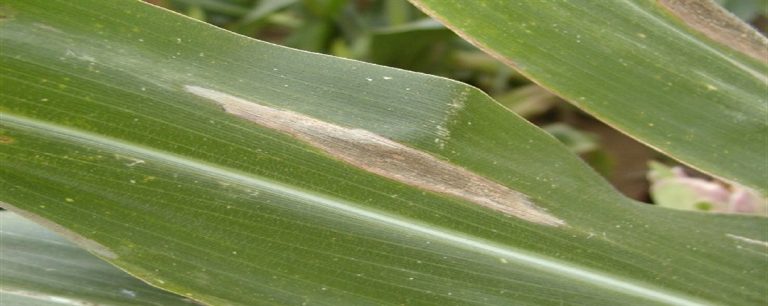 Mısır da Yaprak Yanıklığı İlacı