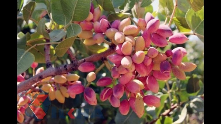 Antep Fıstığı Dal Güvesi İlacı