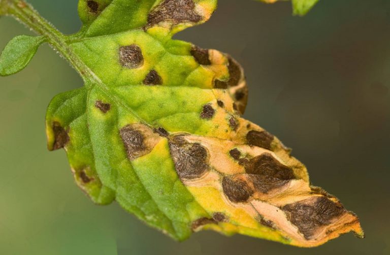 Domateste Yaprak Yanıklığı İlacı