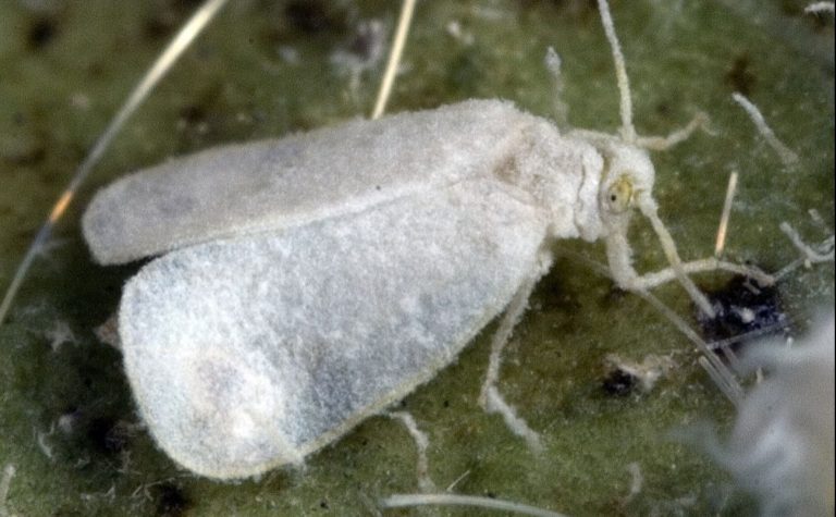 Karpuzda Beyaz Sinek ve İlaçları