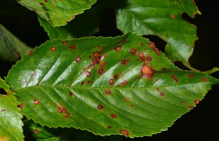 Kayısıda Yaprak Delen İlacı