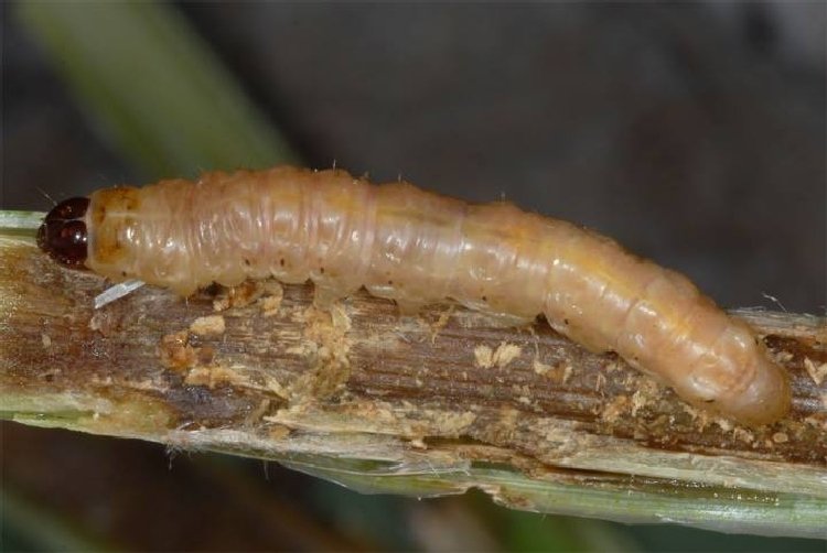 Mısır Koçan Kurdu ve İlaçları