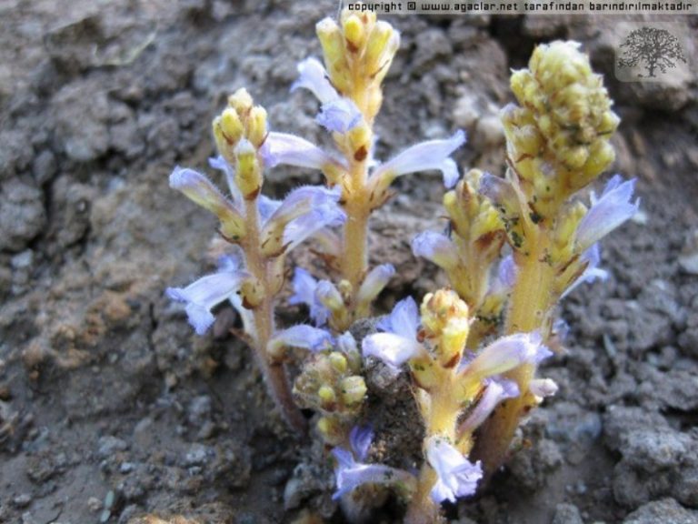 Mısırda Canavar Otu İlacı