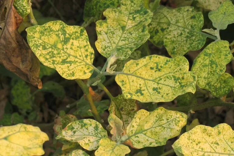 Biber Bakteriyel Solgunluğu