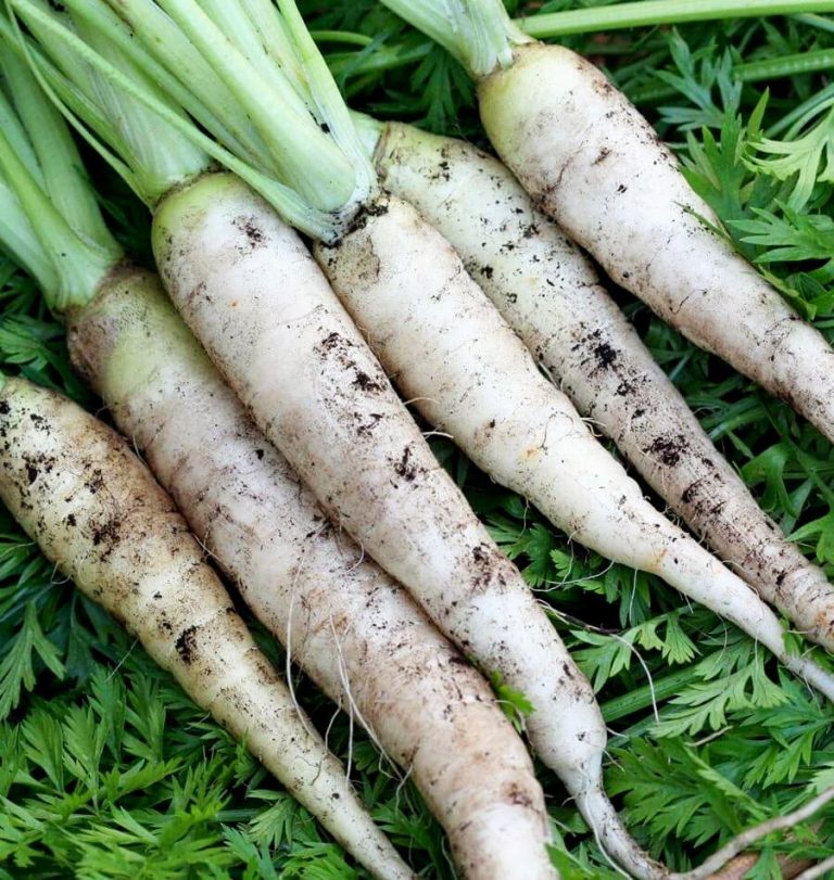 Havuç Varyeteleri – Tipleri (Çeşitleri)