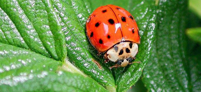 Biyolojik Mücadele Materyalleri