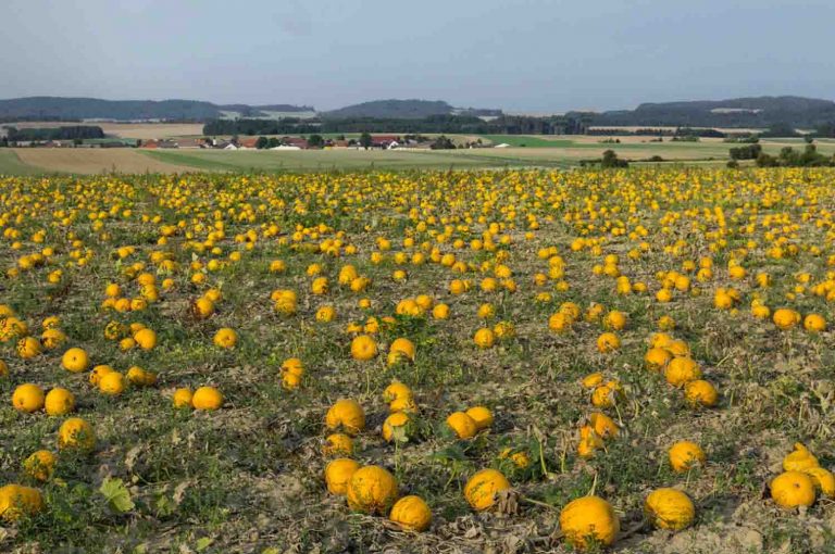 Kavun Yetiştiriciliğinde Gübreleme