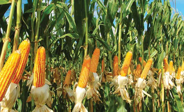 Mısır Yetiştiriciliği