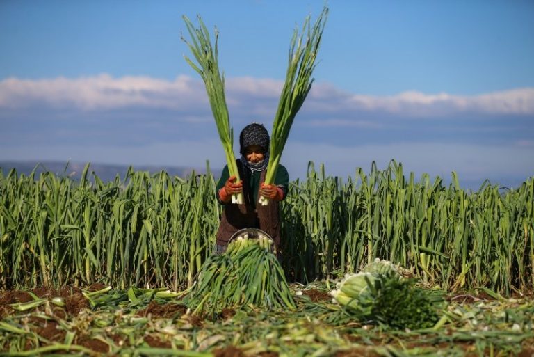 Pırasalarda Toprak Hazırlığı, Ekim, Dikim Ve Bakım İşleri