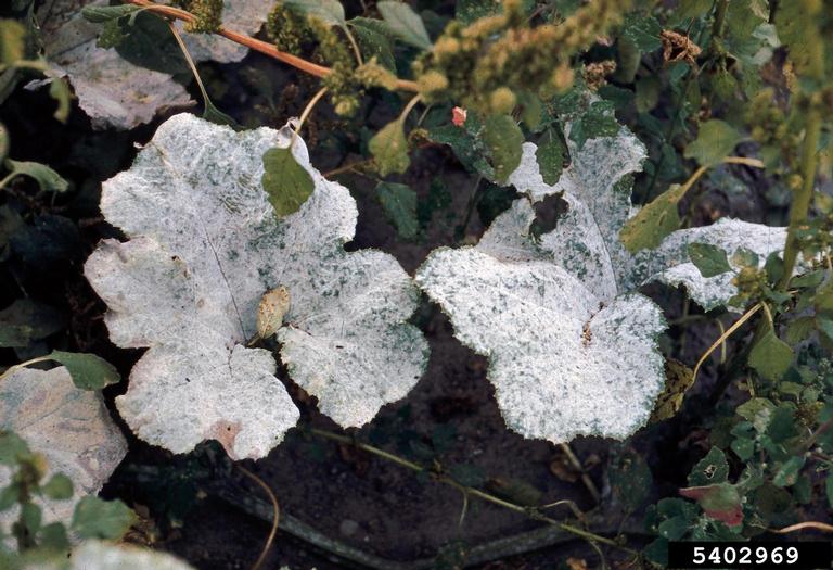 Kabakgillerde Külleme İlaçları