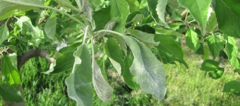 Elma Külleme Hastalığı İlaçları(Podosphaera Leucotricha)