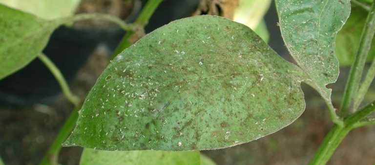 Meyve Ağaçlarında Zararlı Akarlar