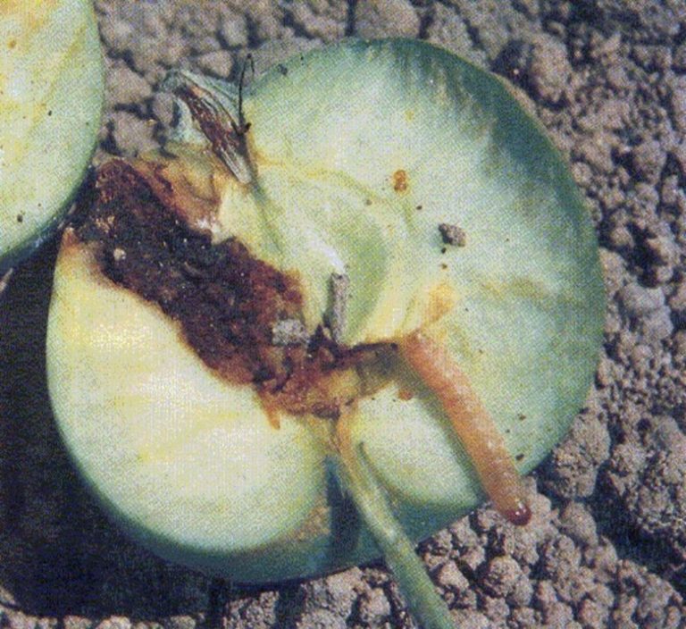 Elma İç Kurdu Mücadelesi