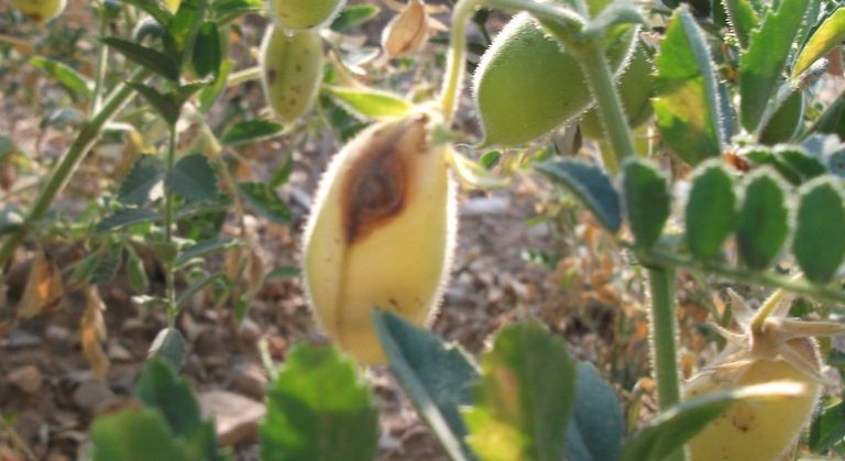 Nohutta Antraknoz Hastalığı