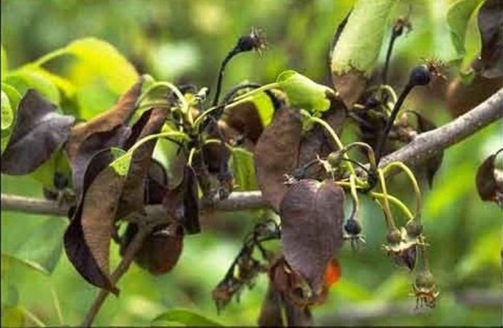 Armut Ateş Yanıklığı