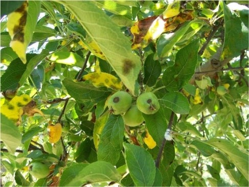 Armut Kara Leke Hastalığı