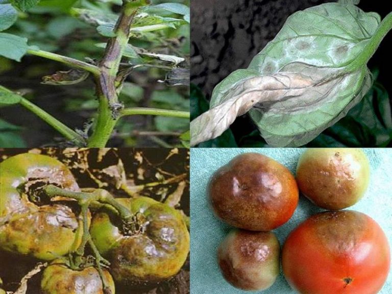 Domates Mildiyösü İle Mücadele
