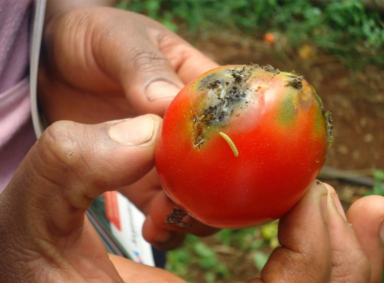 Domateste Tuta İlacı