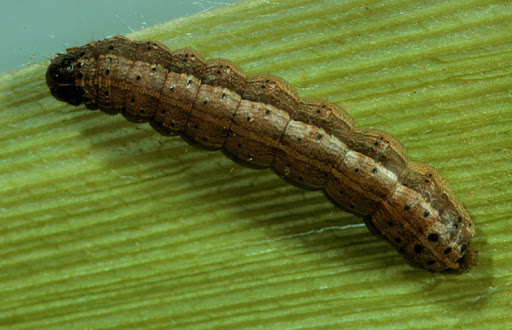 Domateste Pamuk Yaprak Kurdu