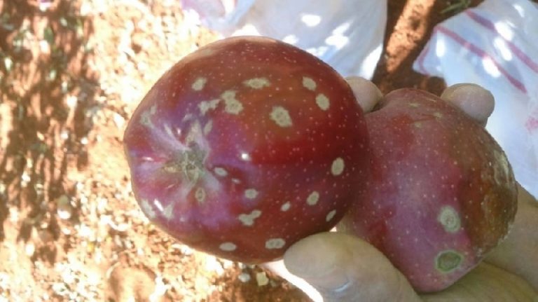 Elma Karaleke Hastalığı (Venturia Inaequalis)