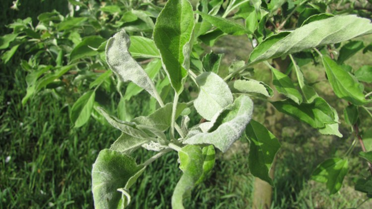 Elma Küllemesi Hastalığı (Podosphaera Leucotricha)