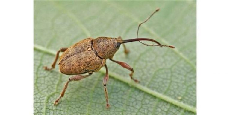 Fındık Kurdu (Curculio Nucum)
