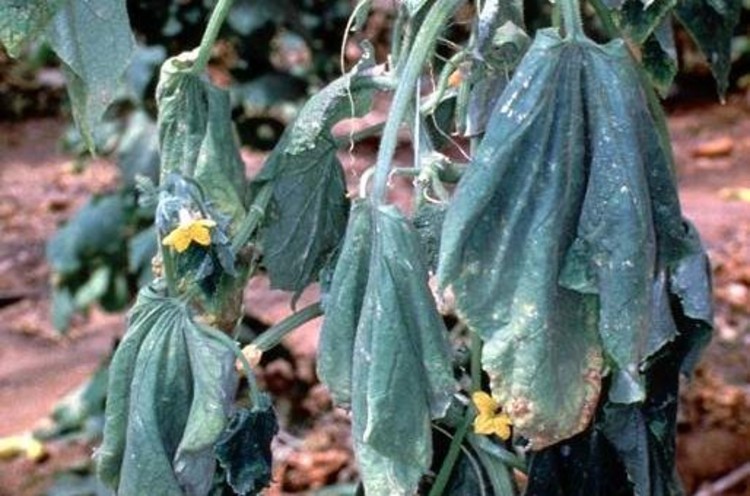 Hıyar ve Kabakgillerde Fusarium Tedavisi
