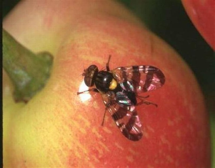 Kiraz Sineği İlacı