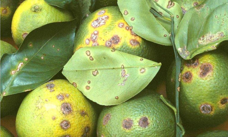 Narenciyede Kırmızı Örümcek