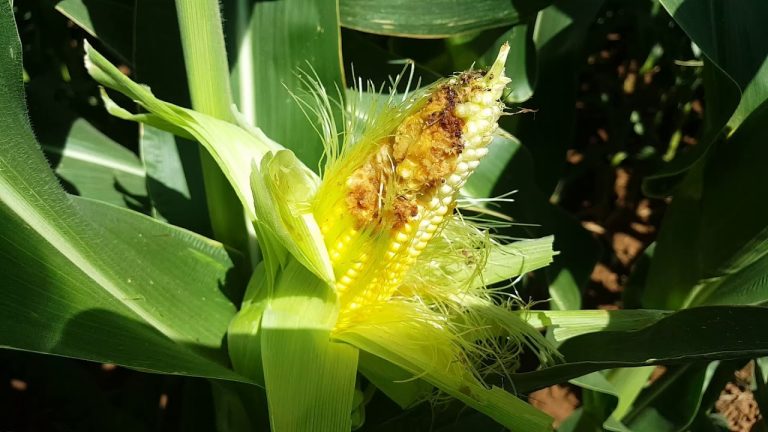 Mısır Koçan Kurdu