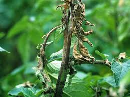 Patates Mildiyö İlaçları