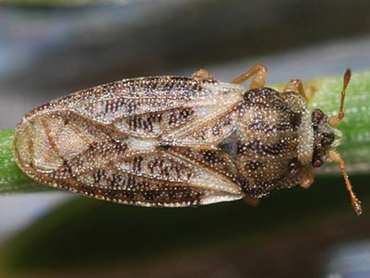 Şeker Pancarında Kalkan Böceği Mücadelesi