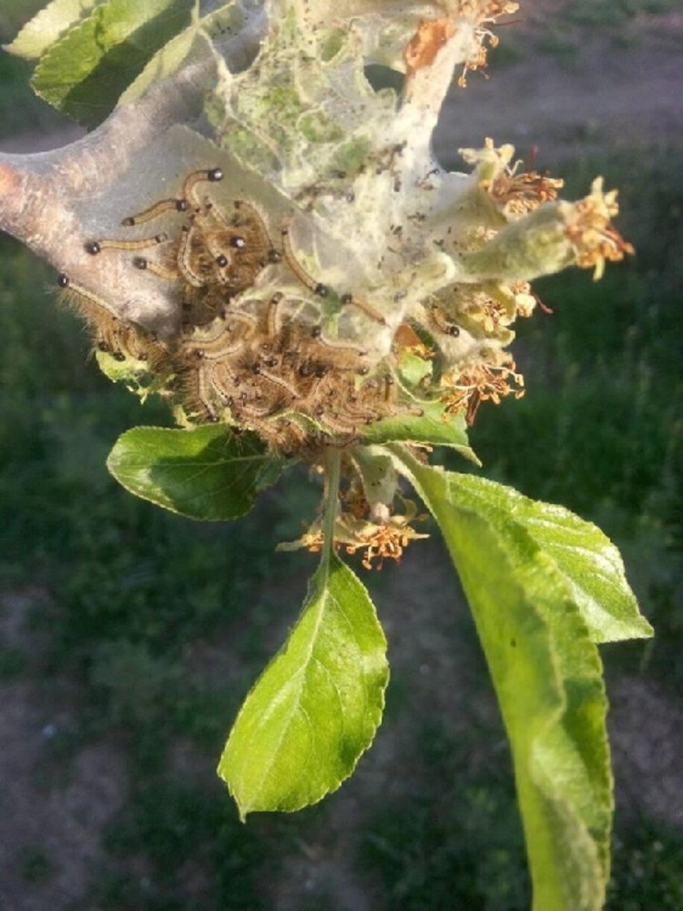 Elma Ağ Kurdu (Hyponomeuta malinellus Zell.)