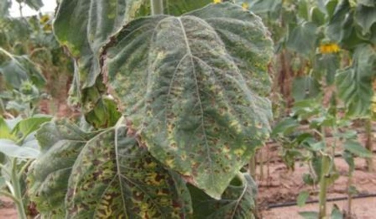 Ayçiçeği Mildiyösü İlacı