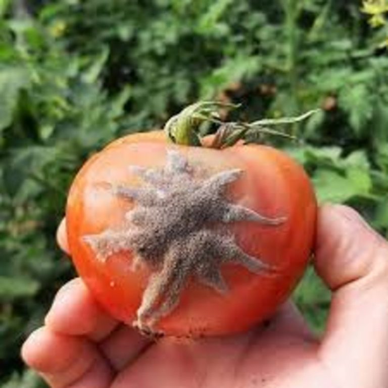 Domates Kurşuni Küf  Mücadelesi