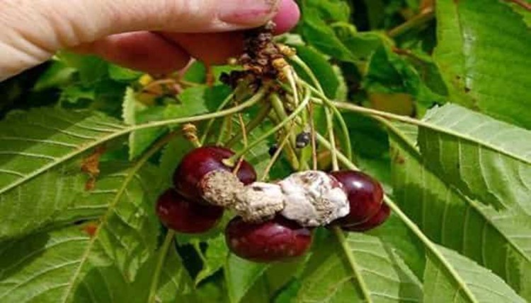 Vişne Kiraz Çiçek Monilyası (Monilia laxa )