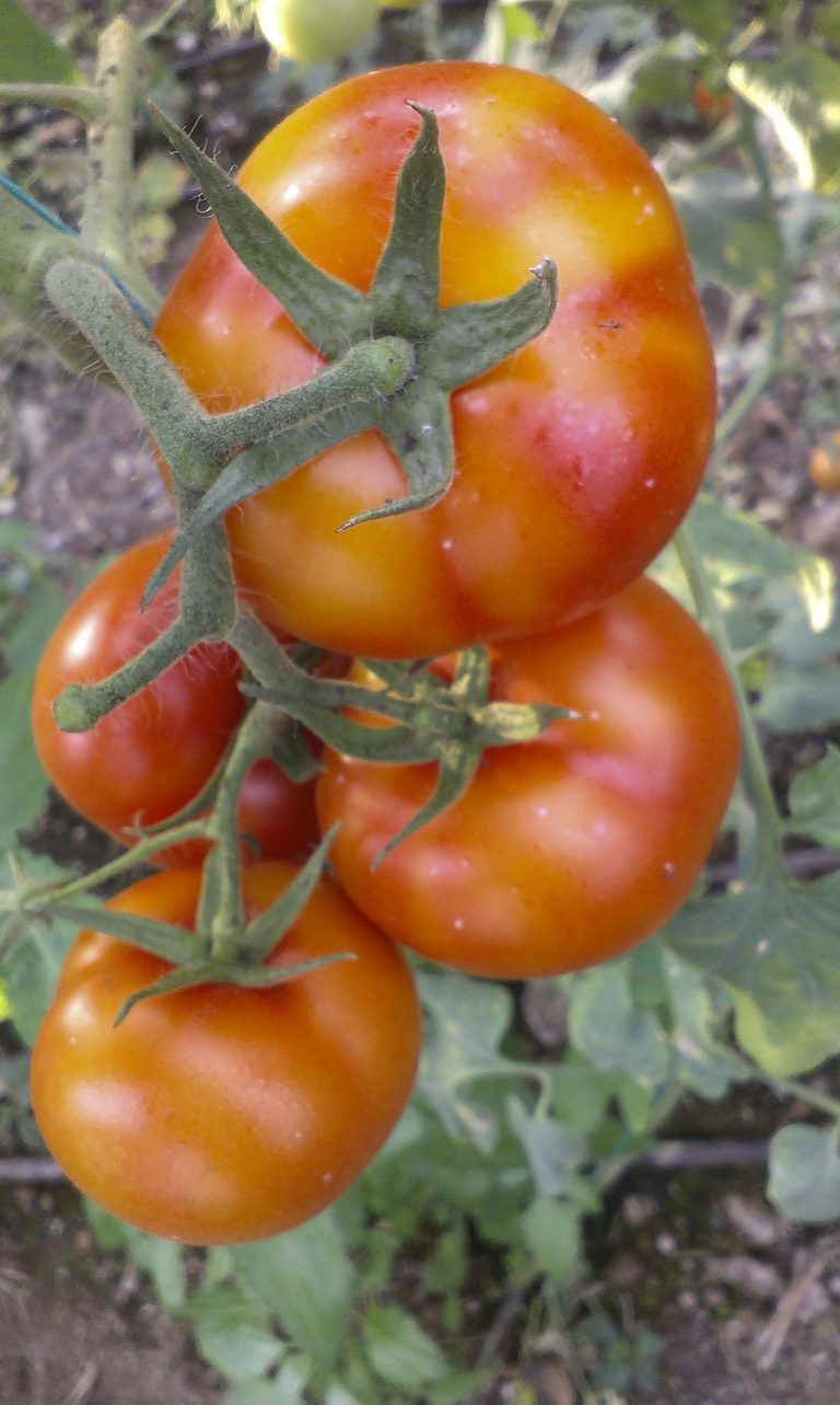 Domates Beyaz Sinek İlacı