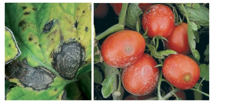 Domates Erken Yaprak Yanıklığı İlacı