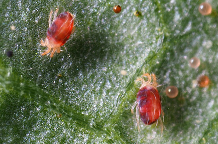 Kırmızı Örümcek İlacı