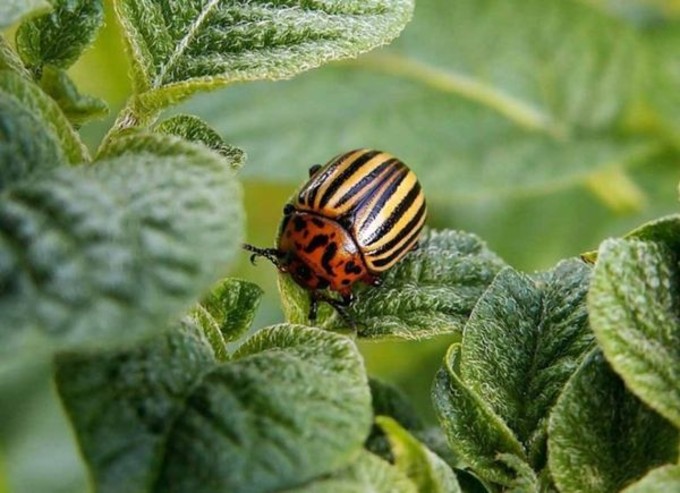 Patates Böceği Doğal İlaç
