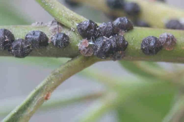 Zeytin Kara Koşnili