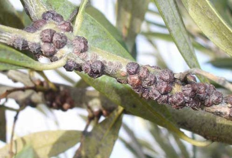 Kara Koşnili Hastalığı