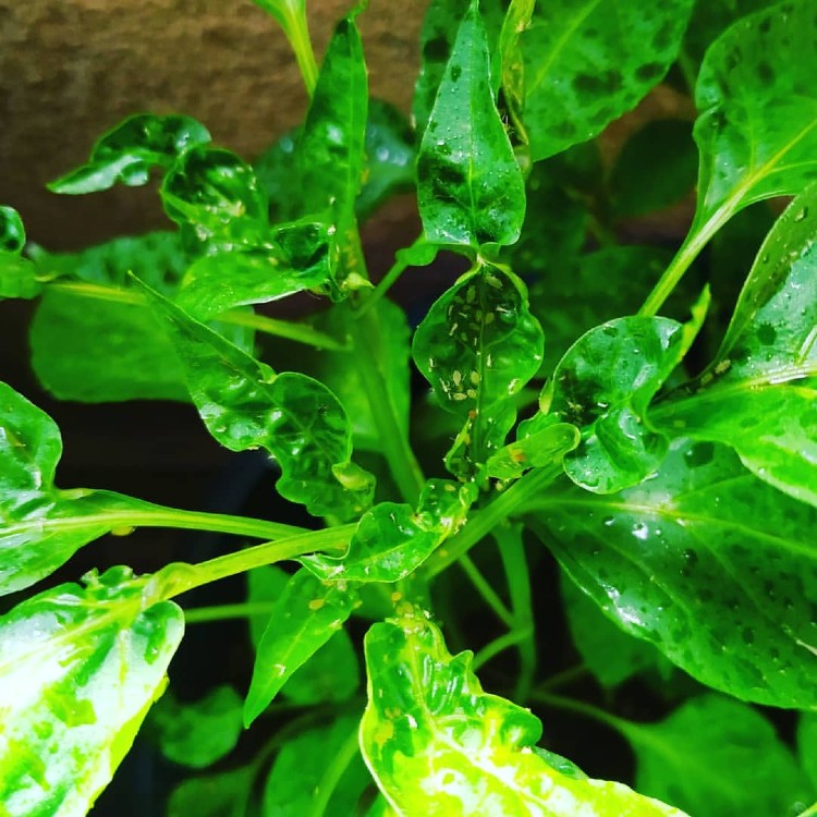 Biber Yaprak Biti ilacı