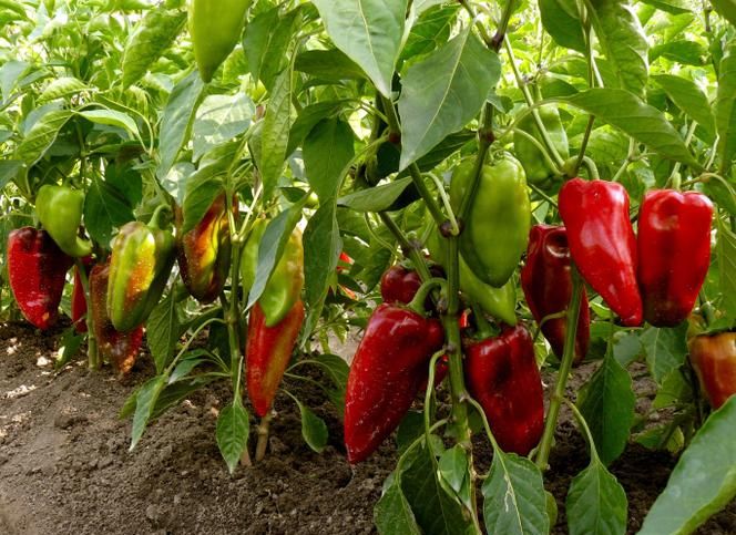 Kapya Biber Hasat Zamanı