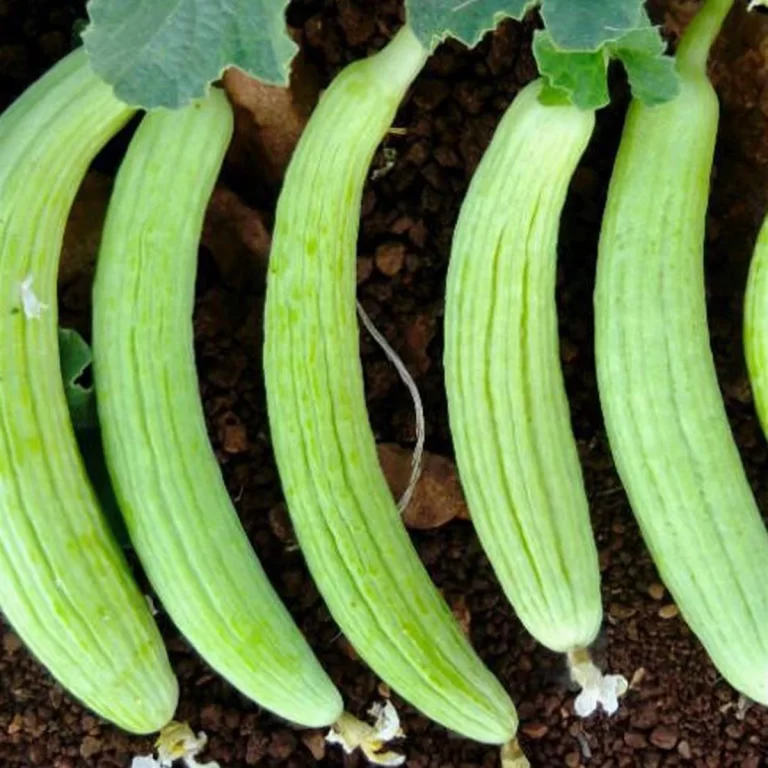 Acur Yetiştiriciliği