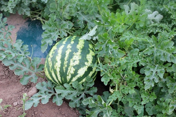 Karpuz Yetiştiriciliğinde  Sulama